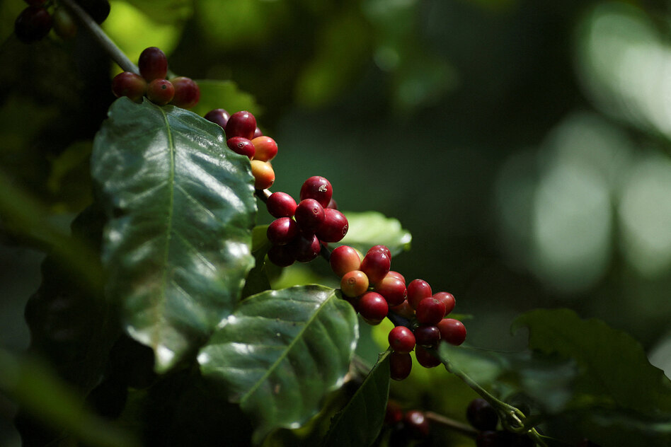 Klimawandel gefährdet die Ernten: Dem Kaffee wird es zu heiß