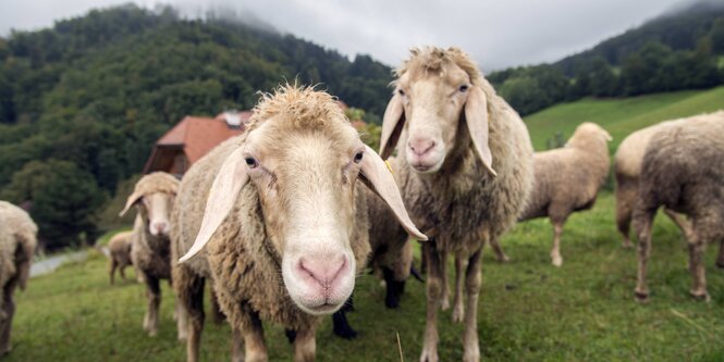 Schafe auf einer Weide