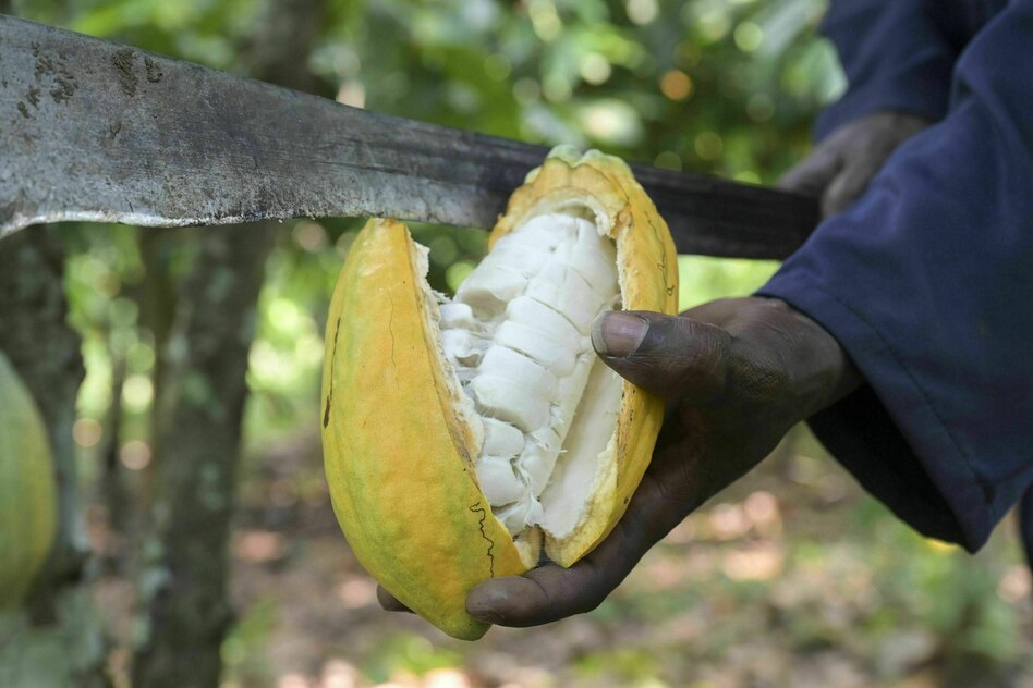 Faire Kakaopreise: Existenzsicherndes Einkommen für Far­me­r*in­nen