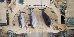 Tote Wale liegen auf einem Schiff