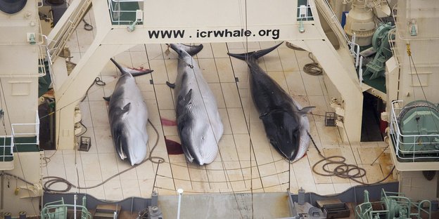 Tote Wale liegen auf einem Schiff