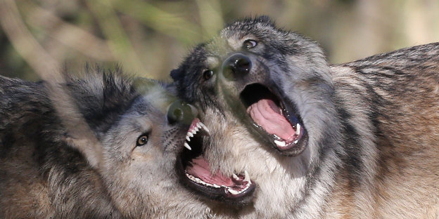 Zwei Wölfe lehnen die Köpfe aneinander und reißen die Mäuler auf