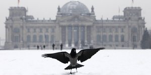Krähe auf der verschneiten Wiese vor dem Berliner Reichstag.