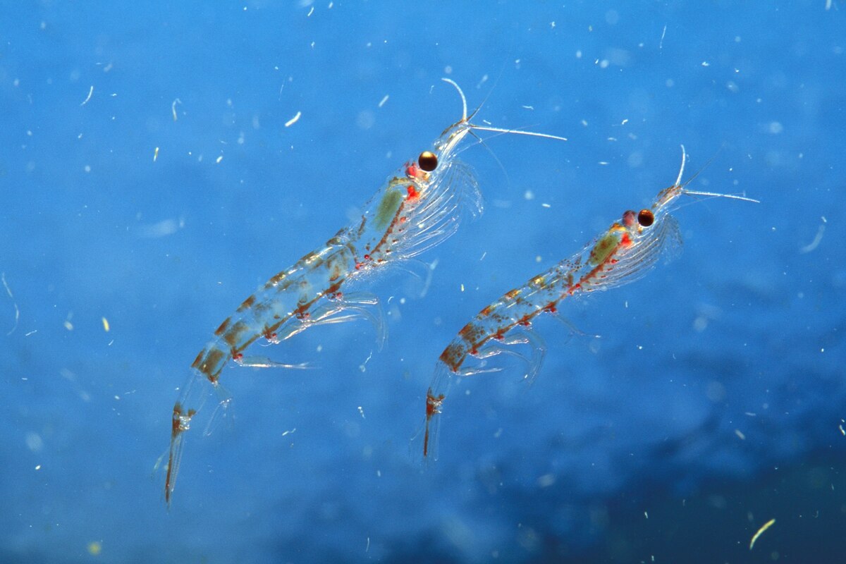 Overfished crab species in dm products: Out of control?