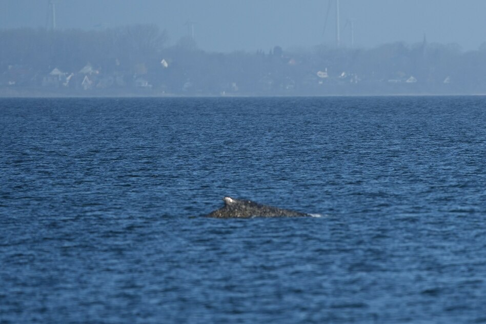 Rettungsaktion am Timmendorfer Strand: Der Wal ist frei