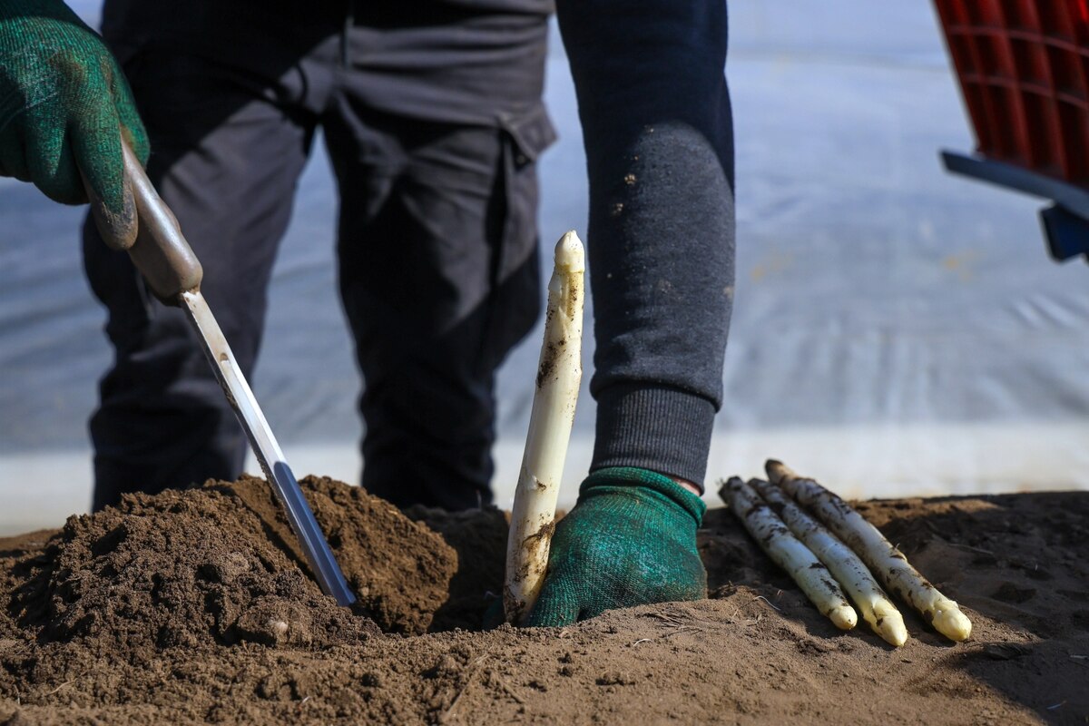 Saisonarbeit in der Landwirtschaft: Bis zu 16 Stunden am Tag schuften
