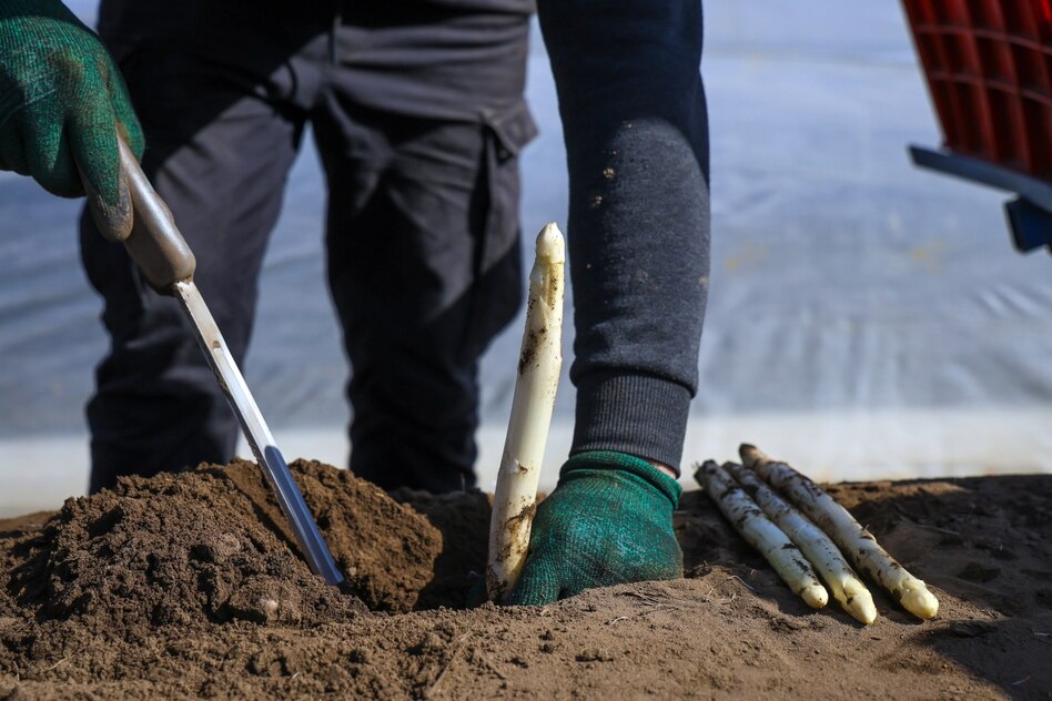 Saisonarbeit in der Landwirtschaft: Bis zu 16 Stunden am Tag schuften