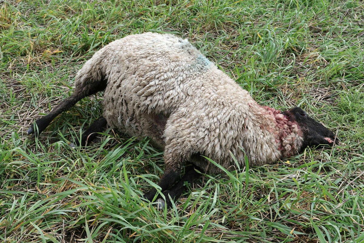 Jagd auf Wölfe: Nach Wolfsrissen dürfen Jäger bald ohne Genehmigung schießen