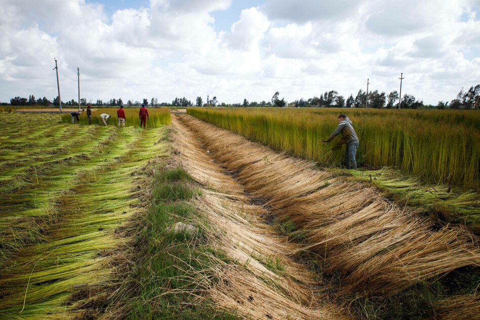 Landwirtschaft in afrikanischen Staaten: Klimafreundlicher Anbau macht Ernährung sicherer