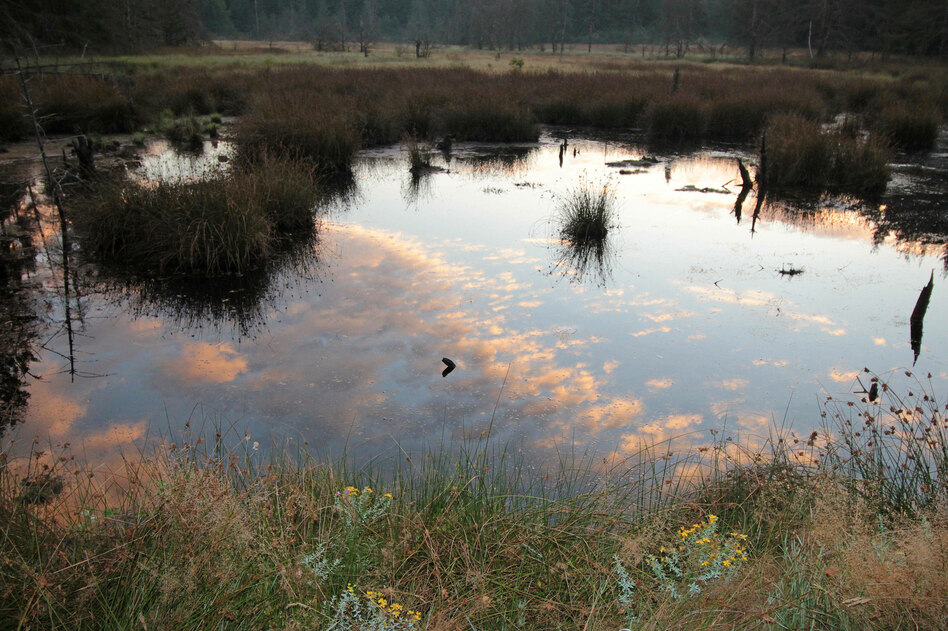 Nabu kooperiert mit Bundeswehr-Thinktank: Mehr Wildnis wagen, mehr Sicherheit gewinnen