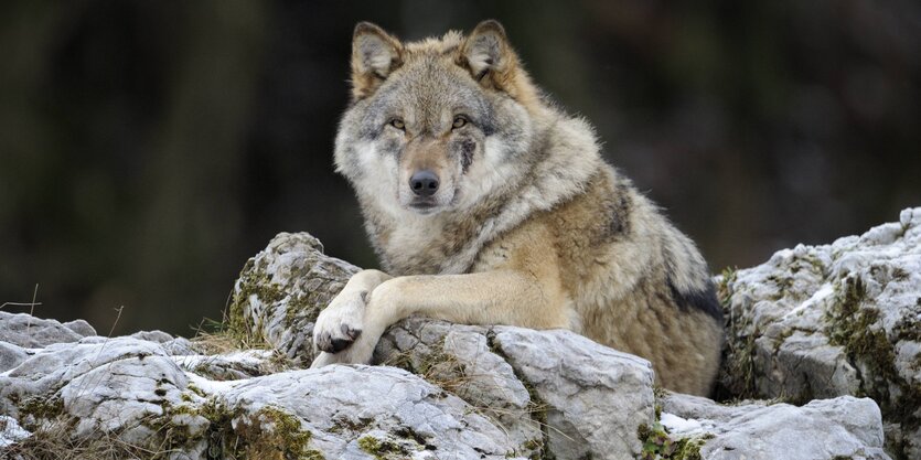 Wolf, auf Fels gelagert, schaut in die Kamera.