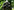 Gorilla im Duisburger Zoo
