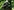 Gorilla im Duisburger Zoo