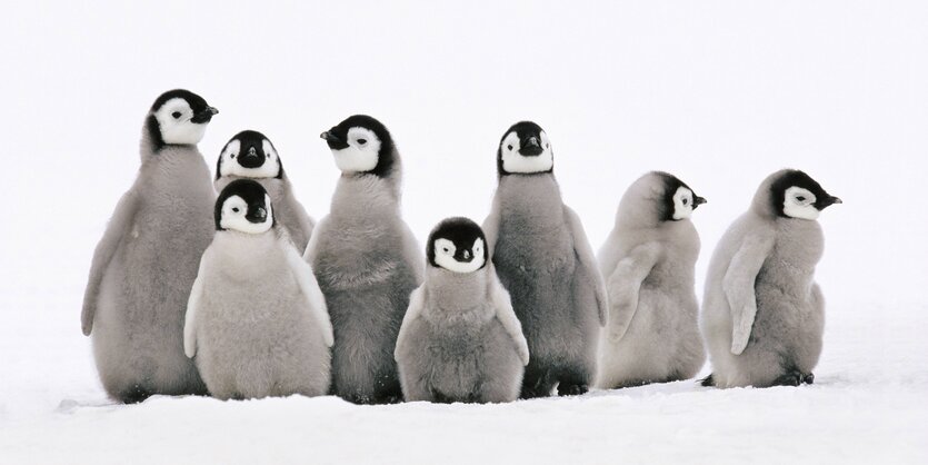 Babypinguine