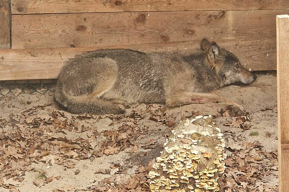 Nach Attacke in Hamburg: Wolf auf Bewährung freigelassen
