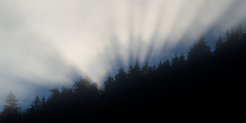 Baumwipfel liegen im Schatten, der Himmel leuchtet