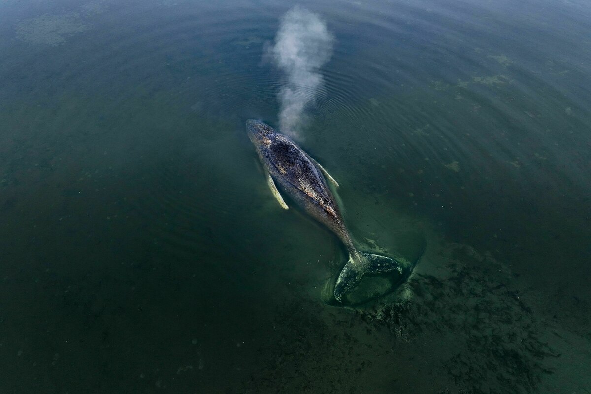 Wal in kritischem Zustand: Gestrandeter Buckelwal hat Wasser in der Lunge