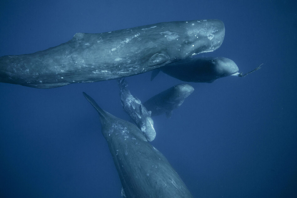 Erstmals Pottwalgeburt gefilmt: Die Hebammen tragen das Walbaby auf dem Rücken