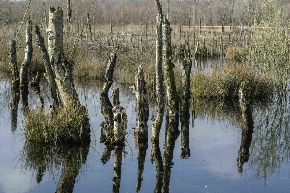 Neues Förderprogramm: Schneider will Land­wir­t*in­nen zum Moorschutz bringen