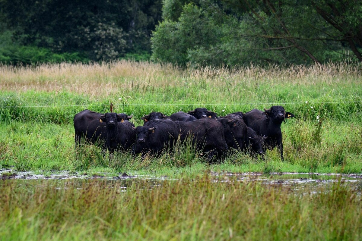 Wetlands for climate protection: Surprisingly smart