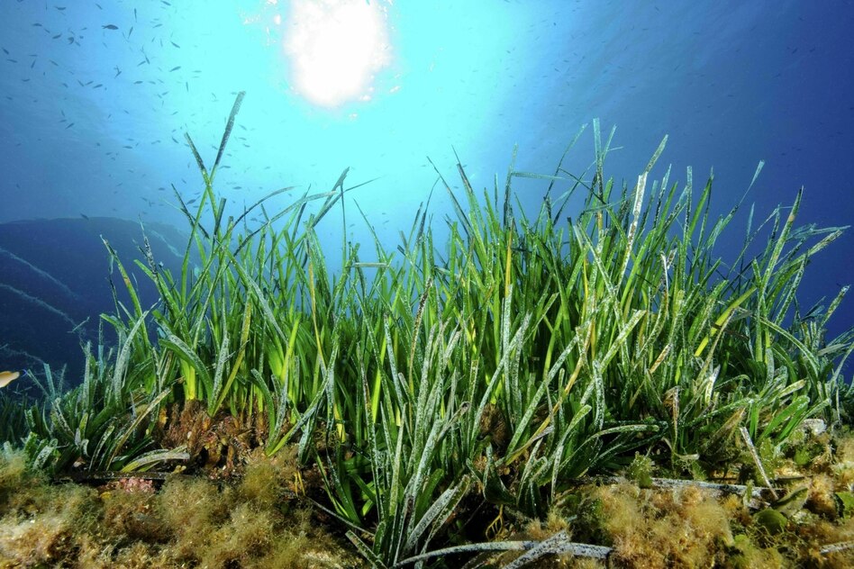 Seegraswiesen unter Druck: Kollabiert die Lunge des Mittelmeers?