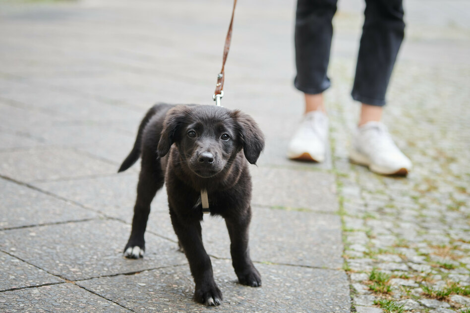 Führerschein zum Gassigehen: Hund schlägt Mensch