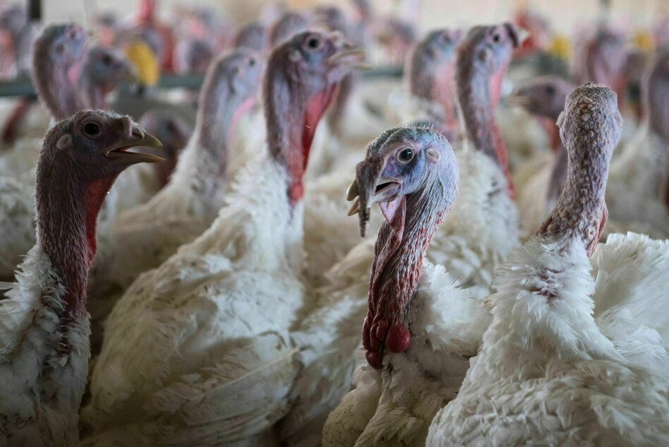Grundsatzurteil zu Putenmastbranche: Bundesgericht erzwingt mehr Tierschutz für Puten