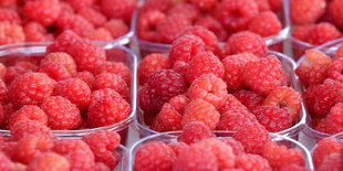 Schälchen voller Himbeeren stehen nebeneinander.