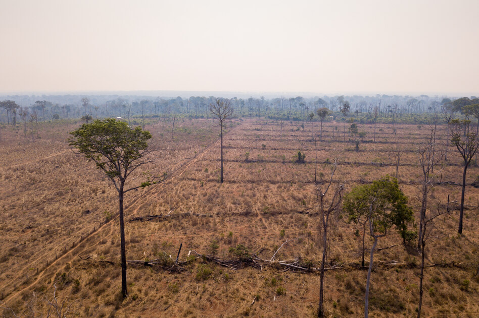 Studie zu globalem Waldverlust: Fleischproduktion zerstört die Urwälder