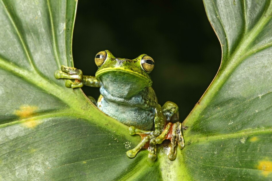 Studie zu Artenvielfalt: Wie der Regenwald sich selbst heilt