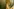 Ein Pferdeportrait, Detailansicht