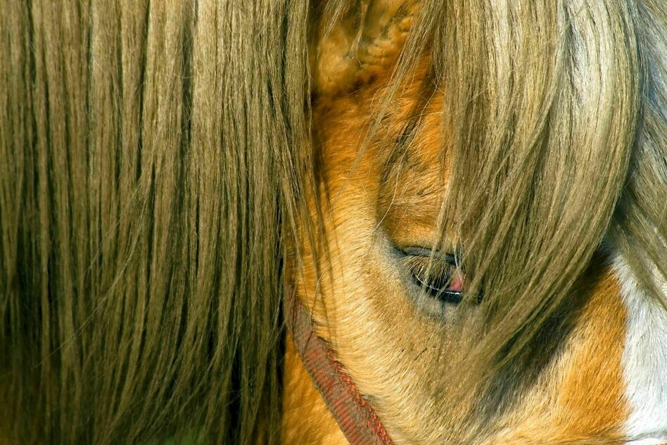 Geschlechterverhältnis im Pferdesport: Carearbeit statt Cowboyromantik