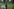 Aldous Harding trägt einen dampfenden Blecheimer durch einen üppigen Garten