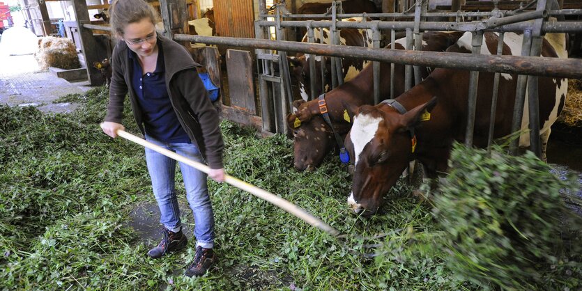 Ein Bauer füttert Kühe