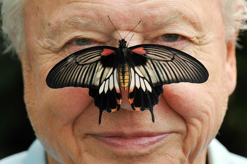 100. Geburtstag von David Attenborough: Hoffentlich treibt er sich noch lange in der Welt herum!