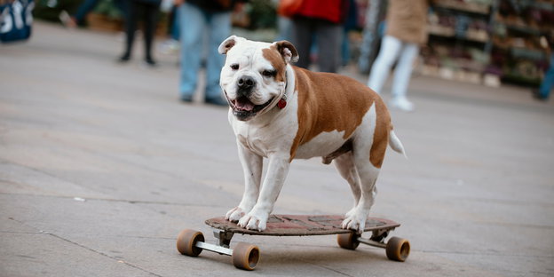 Ein Hund steht auf einem Skateboard