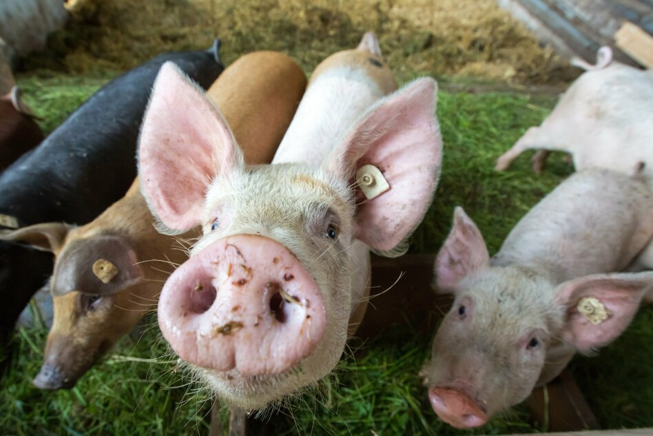 Gutachten von Wissenschaftlern: Tierhaltungskennzeichnung darf auch für Importfleisch gelten