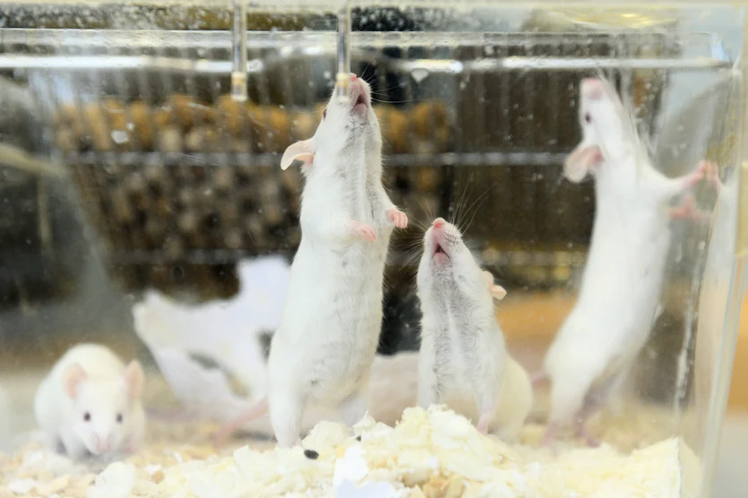 KI-Modell soll viele Tierversuche ersetzen