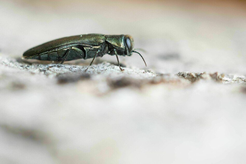 Zustand des Waldes: Eichenprachtkäfer frisst sich durch