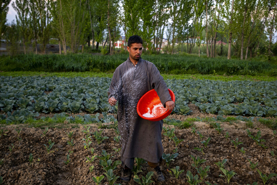 Folgen des Irankriegs: Düngermangel lässt indische Bauern bangen
