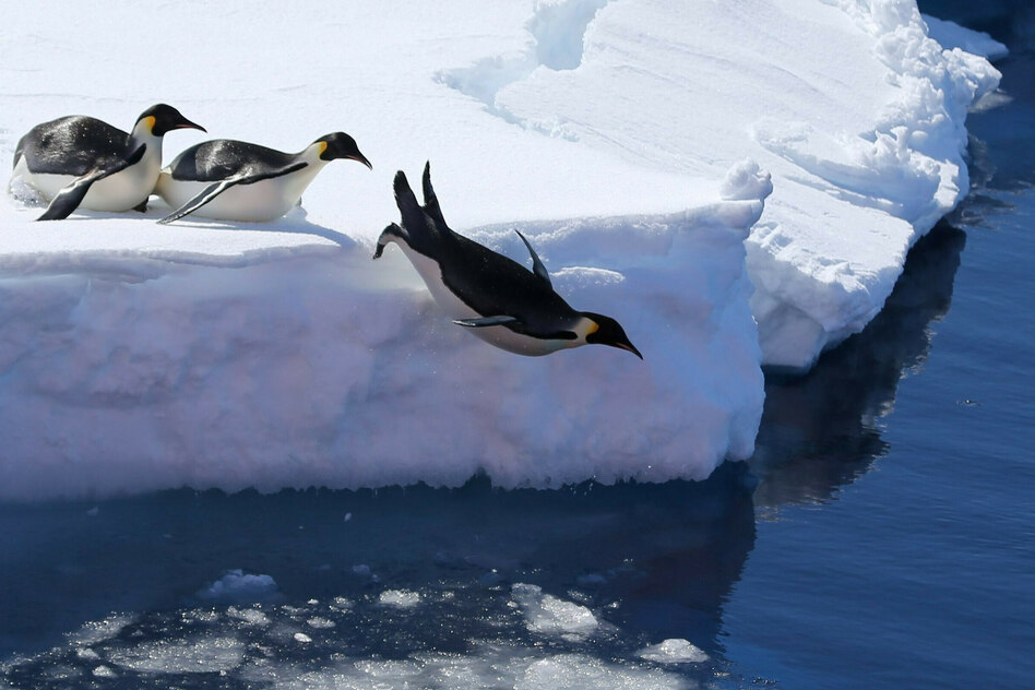 Antarktis-Konferenz in Hiroshima: Kaiserpinguine zu Geduld verdammt