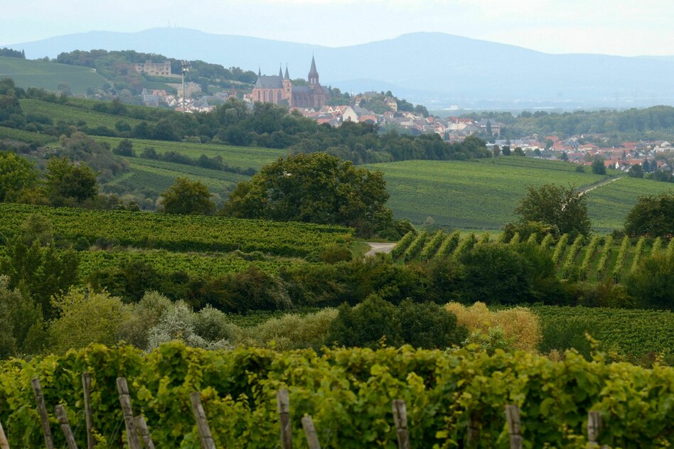 Krise im Weinbau: Seelsorge für Winzer