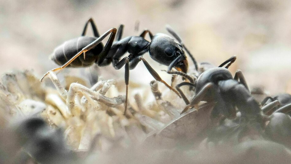 Ameisen-Schmuggel: Das große Krabbeln