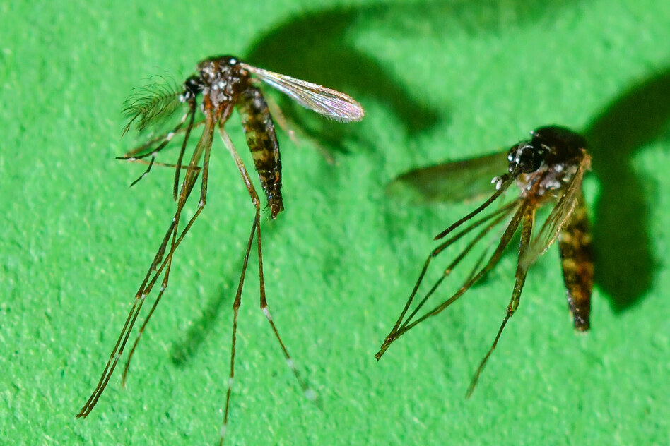 Tigermücken-Virus: Wie kommen Impfungen in die betroffenen R