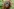 Ein Tapanuli-Orang-Utan im Grünen