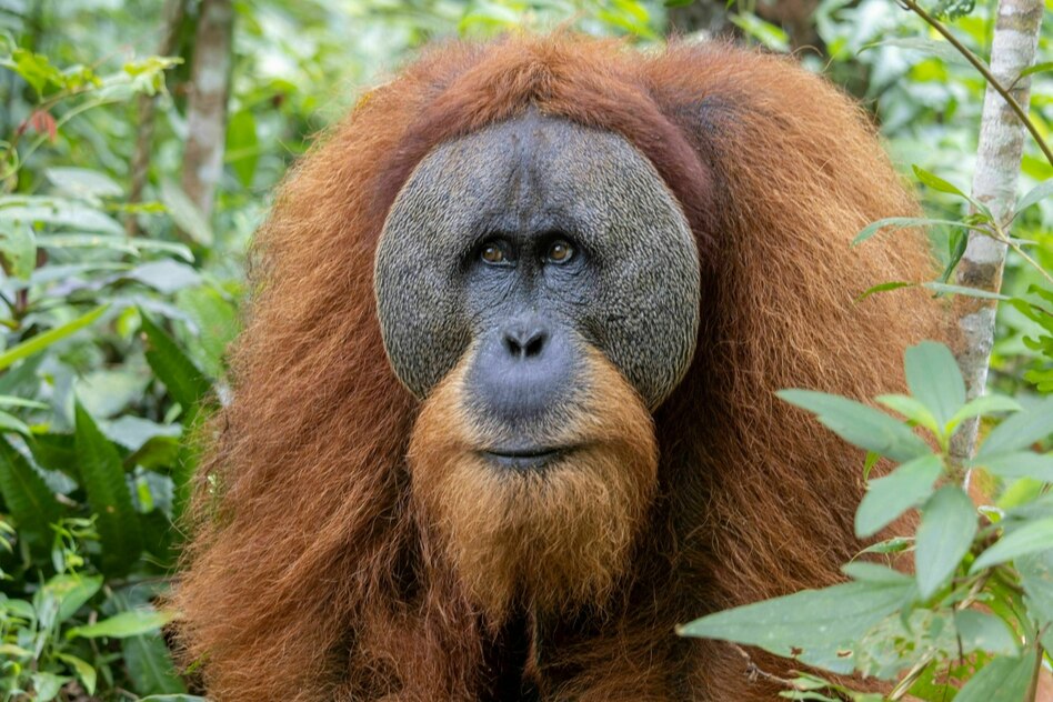 Nach Erdrutschen auf Sumatra: Wie der Klimawandel 