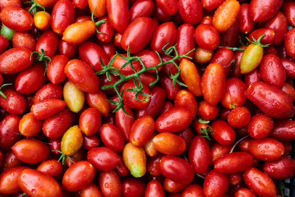Das Geheimnis der „Blauen Zonen“: So süß schmecken Tomaten in deutschen Supermärkten nie