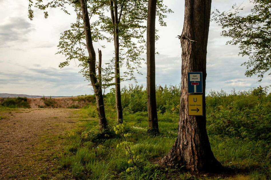 Wald in Nordrhein-Westfalen: Hambacher Forst soll 