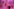 Barbiepuppen hängen in einem pinkfarbenen Stoff über einem kleinen Mädchen, das sie betrachtet