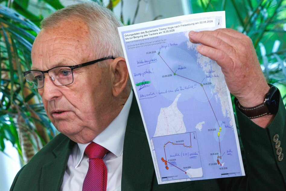 Gestrandeter und verstorbener Buckelwal: Was die Senderdaten verraten